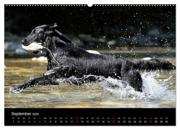 Produktbild: Flatcoated Retriever (Wandkalender 2026 DIN A2 quer), CALVENDO Monatskalender