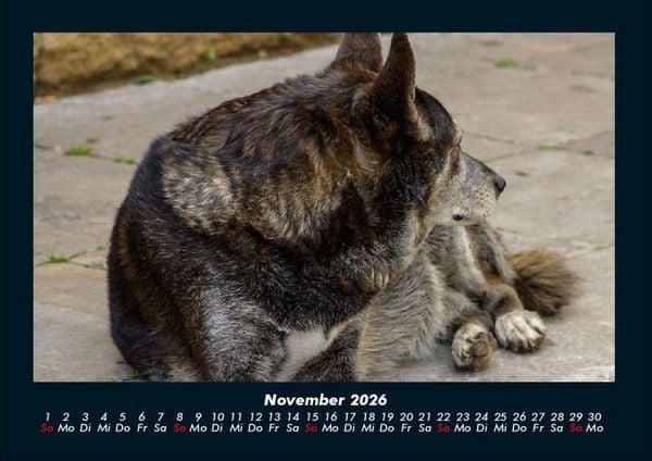 Produktbild: Der Hundekalender 2026 Fotokalender DIN A4