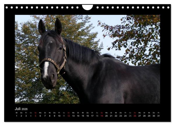 Produktbild: Zauberhafte Pferde (Wandkalender 2026 DIN A4 quer), CALVENDO Monatskalender