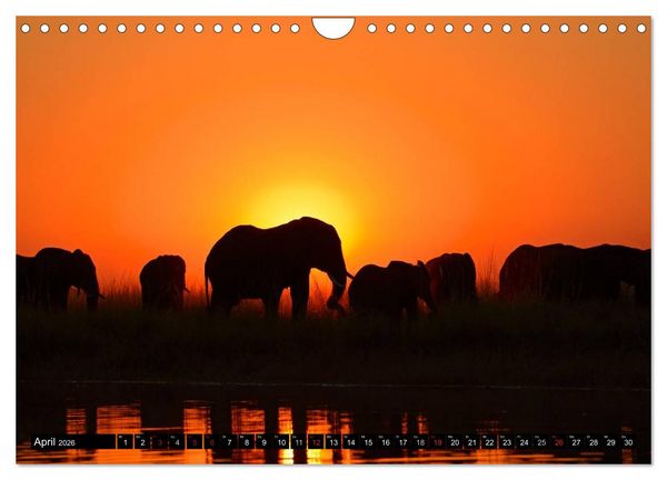 Produktbild: Magie des Augenblicks - Elefanten - Afrikas sanfte Riesen (Wandkalender 2026 DIN A4 quer), CALVENDO Monatskalender