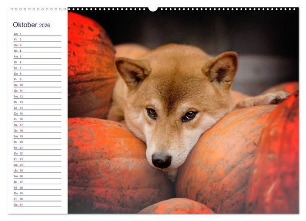 Produktbild: Japans Seelenhunde (Wandkalender 2026 DIN A2 quer), CALVENDO Monatskalender