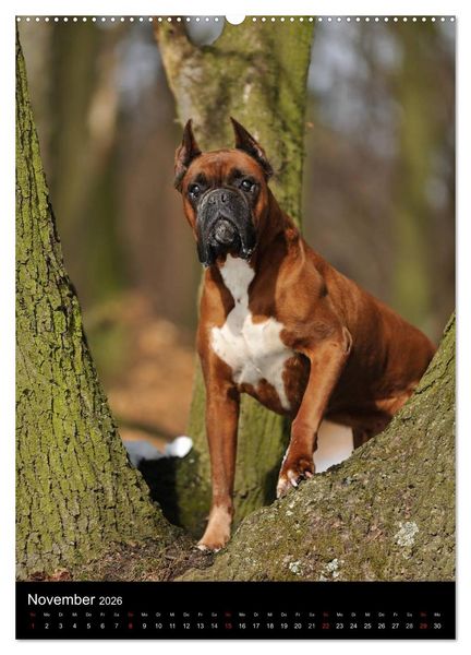 Produktbild: Boxer? Na klar! (hochwertiger Premium Wandkalender 2026 DIN A2 hoch), Kunstdruck in Hochglanz