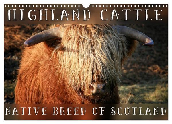 Produktbild: Highland Cattle - Native Breed of Scotland (Wall Calendar 2026 DIN A3 landscape), CALVENDO 12 Month Wall Calendar