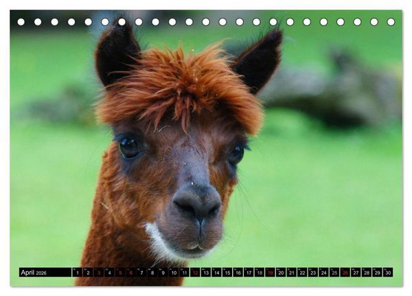 Produktbild: Lama und Alpaka (Tischkalender 2026 DIN A5 quer), CALVENDO Monatskalender