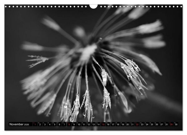 Produktbild: Pusteblume - Impressionen in schwarzwei&szlig; (Wandkalender 2026 DIN A3 quer), CALVENDO Monatskalender