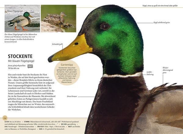 Produktbild: Gartenv&ouml;gel lebensgro&szlig;