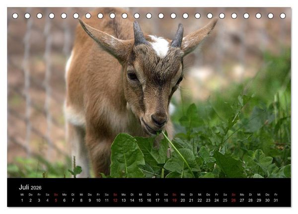 Produktbild: Zwergziegen (Tischkalender 2026 DIN A5 quer), CALVENDO Monatskalender
