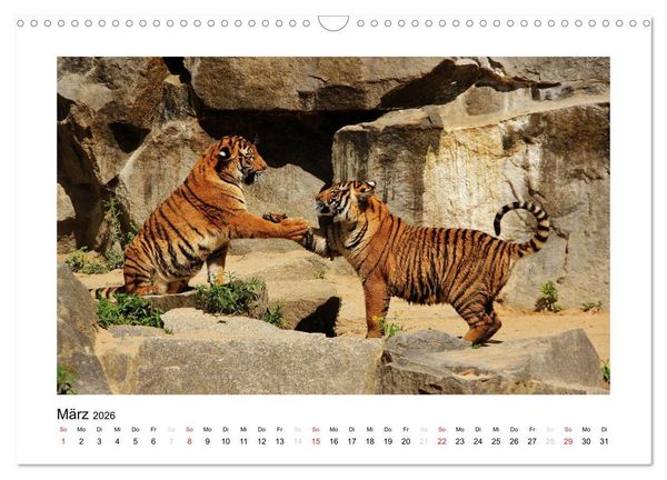 Produktbild: Tiger 2026 (Wandkalender 2026 DIN A3 quer), CALVENDO Monatskalender