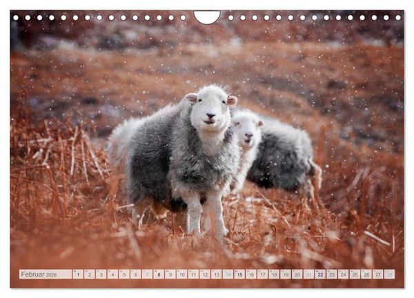 Produktbild: Schafe - Raues Wetter, weiche Wolle (Wandkalender 2026 DIN A4 quer), CALVENDO Monatskalender