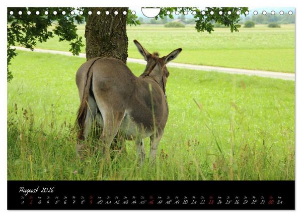 Produktbild: Esel - liebenswerte Langohren (Wandkalender 2026 DIN A4 quer), CALVENDO Monatskalender