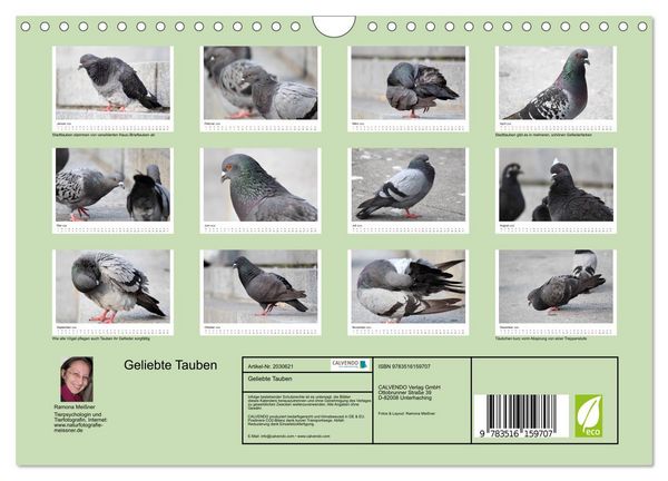 Produktbild: Geliebte Tauben (Wandkalender 2026 DIN A4 quer), CALVENDO Monatskalender