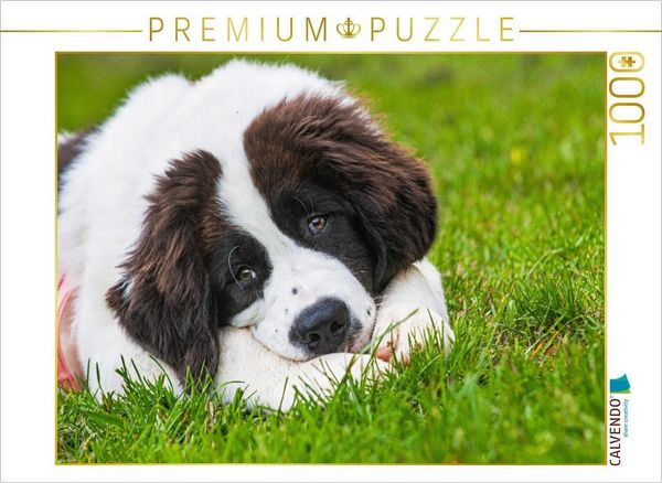 CALVENDO Puzzle Wer kann diesem Blick widerstehen? | 1000 Teile Lege-Größe 64x48cm Foto-Puzzle für glückliche Stunden
