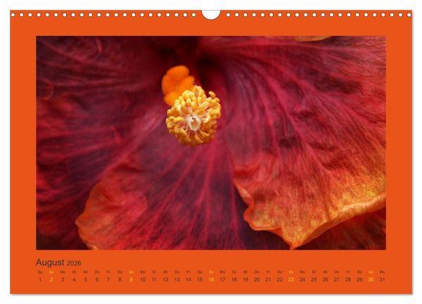 Produktbild: 12 Farben (Wandkalender 2026 DIN A3 quer), CALVENDO Monatskalender
