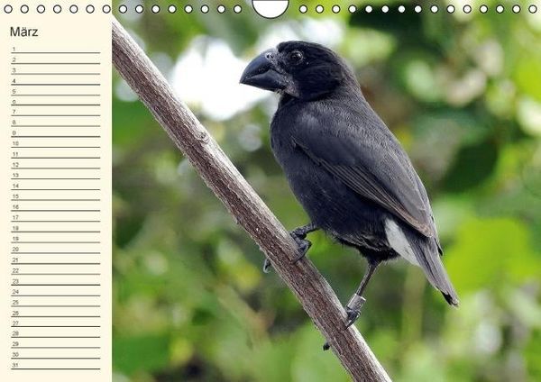 Produktbild: Gal&aacute;pagos Geburtstagskalender (Wandkalender immerw&auml;hrend DIN A4 quer)