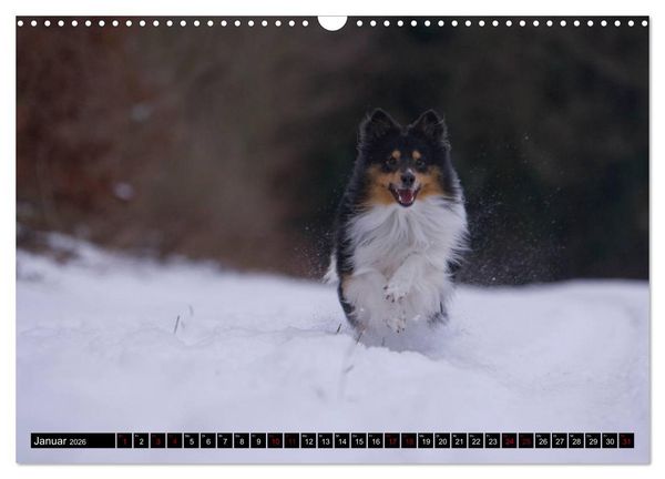 Produktbild: Shetland Sheepdogs - Kleine Charmeure (Wandkalender 2026 DIN A3 quer), CALVENDO Monatskalender