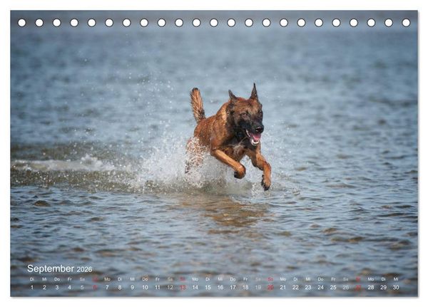 Produktbild: Malinois lieben Wasser (Tischkalender 2026 DIN A5 quer), CALVENDO Monatskalender