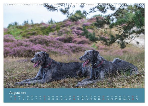 Produktbild: Irische Wolfshunde (hochwertiger Premium Wandkalender 2026 DIN A2 quer), Kunstdruck in Hochglanz