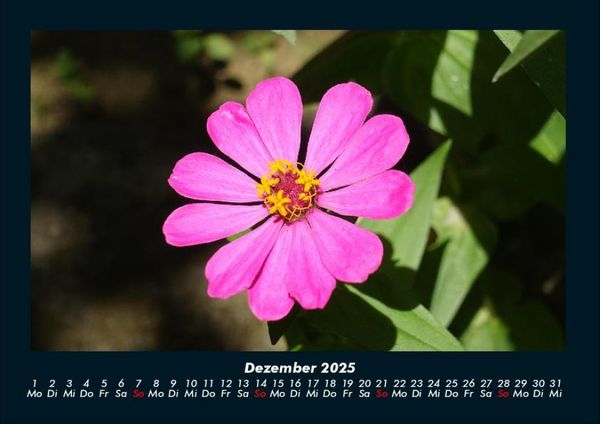 Produktbild: Blumentr&auml;ume 2025 Fotokalender DIN A4