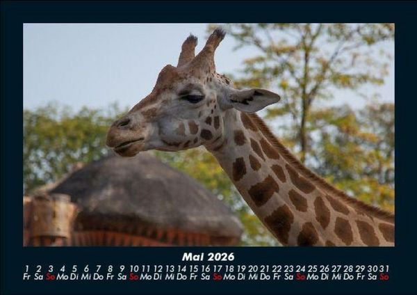 Produktbild: Tiere im Zoo 2026 Fotokalender DIN A5