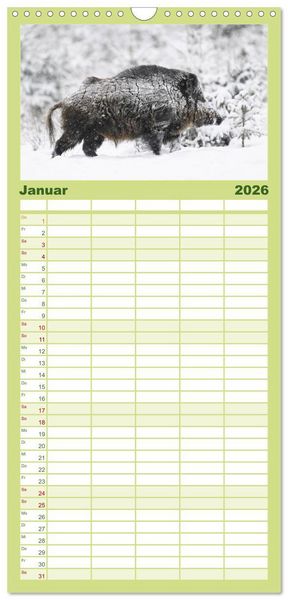 Produktbild: Familienplaner 2026 - Wildschweine &ndash; Wildlife Fotografien mit 5 Spalten (Wandkalender, 21 x 45 cm) CALVENDO