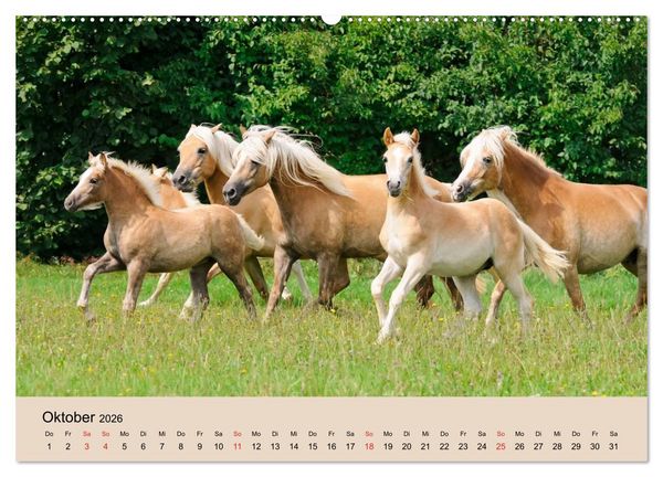 Produktbild: Haflinger Fohlen (Wandkalender 2026 DIN A2 quer), CALVENDO Monatskalender