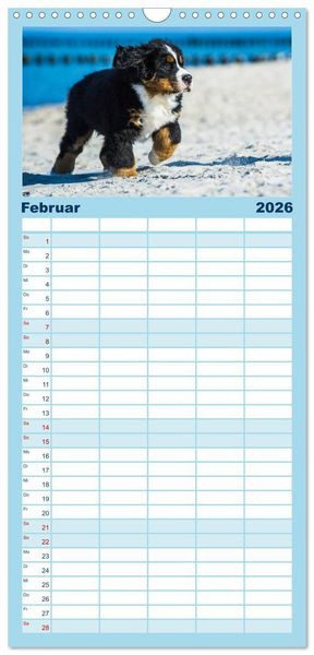 Produktbild: Familienplaner 2026 - Seeb&auml;rchen entdecken die Welt - Berner Sennenhunde mit 5 Spalten (Wandkalender, 21 x 45 cm) CALVENDO