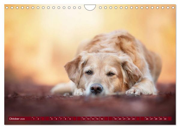 Produktbild: Golden Retriever Hailey Fotokalender (Wandkalender 2026 DIN A4 quer), CALVENDO Monatskalender