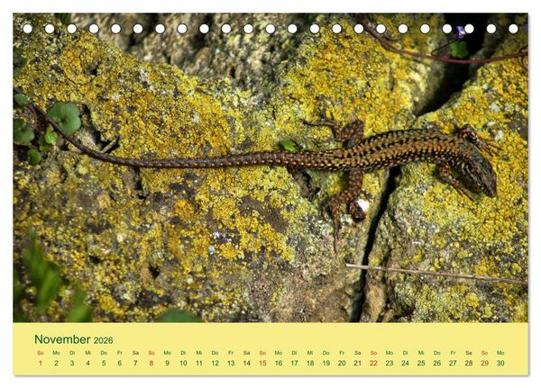Produktbild: Flinke Eidechsen (Tischkalender 2026 DIN A5 quer), CALVENDO Monatskalender