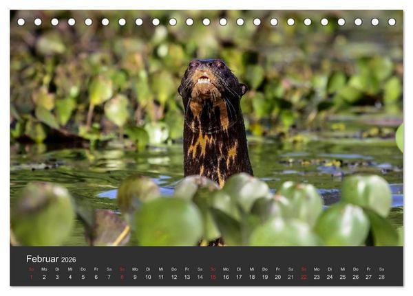 Produktbild: Wildlife Pantanal 2026 (Tischkalender 2026 DIN A5 quer), CALVENDO Monatskalender