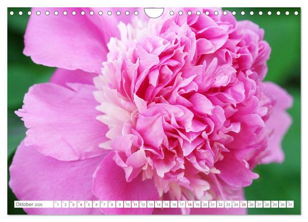 Produktbild: Pfingstrosenbl&uuml;ten (Wandkalender 2026 DIN A4 quer), CALVENDO Monatskalender