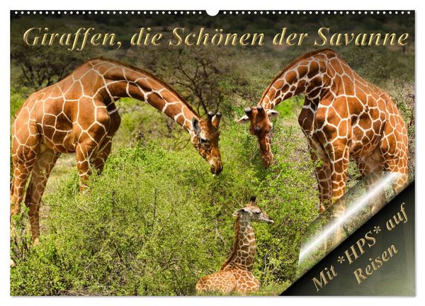 Giraffen, die Schönen der Savanne (Wandkalender 2026 DIN A2 quer), CALVENDO Monatskalender