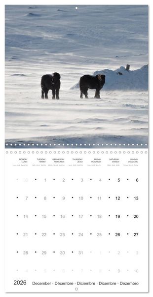 Produktbild: Icelandic Horses - wild and free (Wall Calendar 2026 12 &times; 12 Inch) CALVENDO 12 Month Wall Calendar