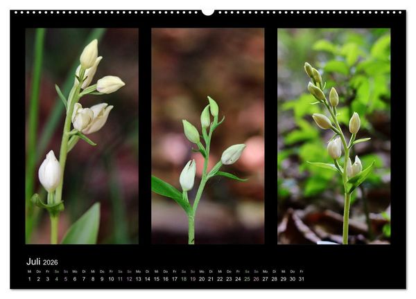 Produktbild: Heimische Orchideen im Dreierpack (Wandkalender 2026 DIN A2 quer), CALVENDO Monatskalender