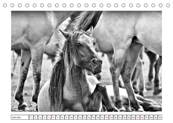 Produktbild: D&uuml;lmener Wildpferde im M&uuml;nsterland in schwarz und wei&szlig; (Tischkalender 2022 DIN A5 quer)