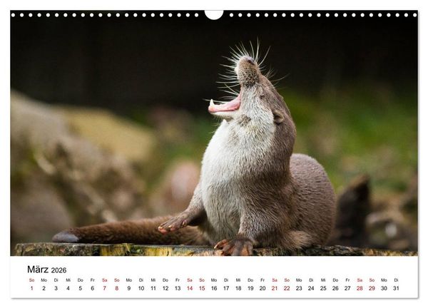 Produktbild: Otter - J&auml;ger an Fl&uuml;ssen und Seen (Wandkalender 2026 DIN A3 quer), CALVENDO Monatskalender