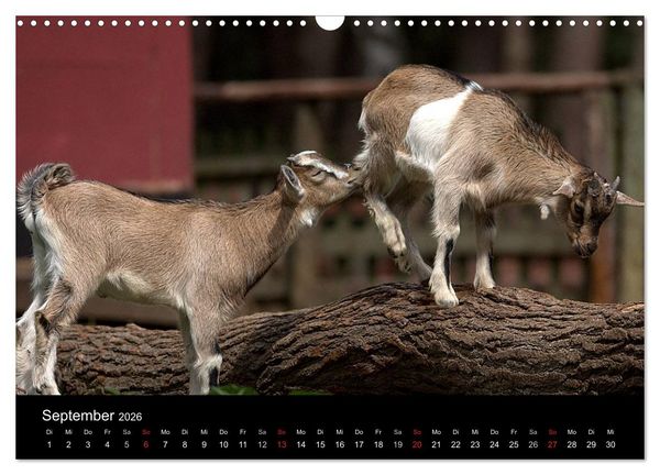 Produktbild: Zwergziegen (Wandkalender 2026 DIN A3 quer), CALVENDO Monatskalender