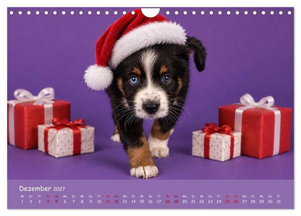 Produktbild: Mini Australian Shepherd, eine ganz besondere Rasse (Wandkalender 2027 DIN A4 quer), CALVENDO Monatskalender