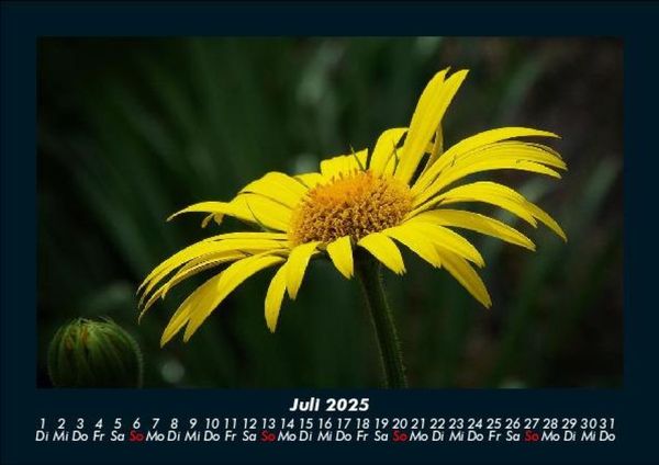 Produktbild: Blumentr&auml;ume 2025 Fotokalender DIN A5