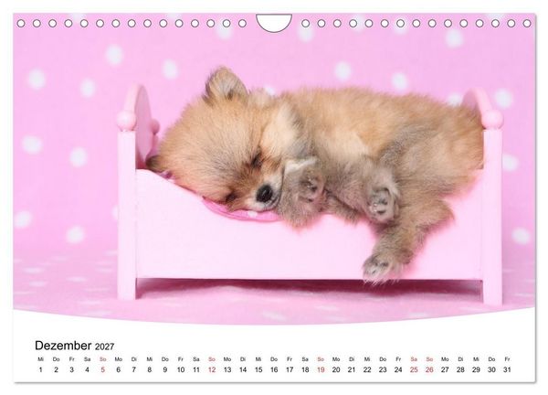 Produktbild: S&uuml;&szlig;e Tr&auml;ume 2027 - schlafende Hundewelpen (Wandkalender 2027 DIN A4 quer), CALVENDO Monatskalender