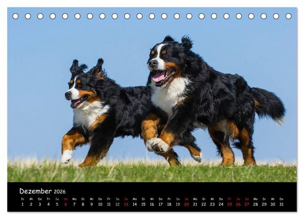 Produktbild: Berner Sennenhund 2026 (Tischkalender 2026 DIN A5 quer), CALVENDO Monatskalender