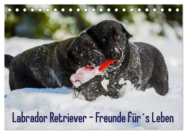 Produktbild: Labrador Retriever - Freunde f&uuml;r&acute;s Leben (Tischkalender 2026 DIN A5 quer), CALVENDO Monatskalender