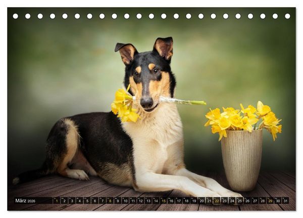 Produktbild: Smooth Collies (Tischkalender 2026 DIN A5 quer), CALVENDO Monatskalender