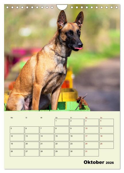 Produktbild: Malinois verl&auml;ssliche Begleiter (Wandkalender 2026 DIN A4 hoch), CALVENDO Monatskalender