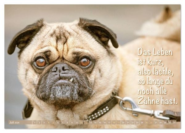 Produktbild: L&auml;cheln mit Mops (Wandkalender 2026 DIN A4 quer), CALVENDO Monatskalender
