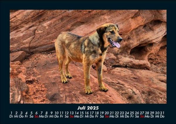 Produktbild: Hundezauber 2025 Fotokalender DIN A5