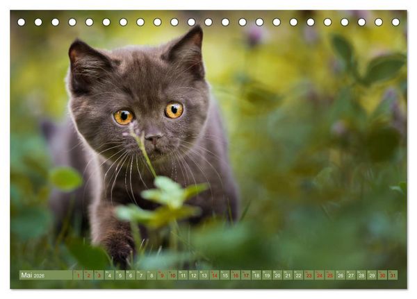 Produktbild: Kittens - Britisch Kurzhaar Katzenkinder (Tischkalender 2026 DIN A5 quer), CALVENDO Monatskalender