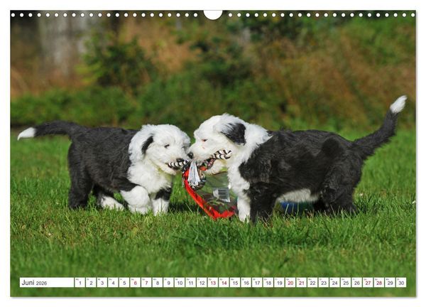 Produktbild: In der Kinderstube bei Familie Bobtail (Wandkalender 2026 DIN A3 quer), CALVENDO Monatskalender