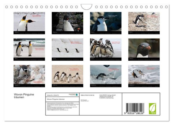 Produktbild: Wovon Pinguine tr&auml;umen (Wandkalender 2026 DIN A4 quer), CALVENDO Monatskalender