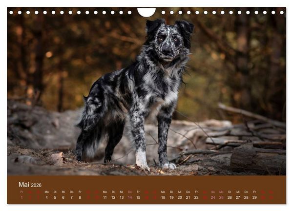 Produktbild: Australian Shepherd - Vielfalt in einer Rasse (Wandkalender 2026 DIN A4 quer), CALVENDO Monatskalender