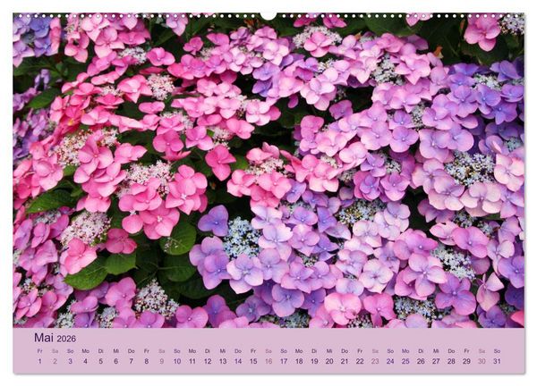 Produktbild: Hortensien 2026. Farbenpr&auml;chtige Impressionen aus dem Garten (Wandkalender 2026 DIN A2 quer), CALVENDO Monatskalender